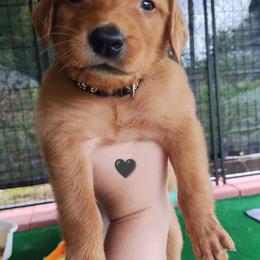 Black - Dark golden male Golden Retriever puppy in Davisboro, Georgia from Ginger Snap Golden Retrievers