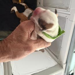 Lime green - White and red female Staffordshire Bull Terrier puppy in Port Saint Lucie, Florida from Southern Staffies