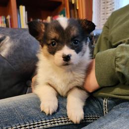 Bandit - Black and tan female Pembroke Welsh Corgi puppy in Sidney, Ohio from Cozy Corgi Ranch
