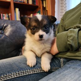 Bandit - Black and tan female Pembroke Welsh Corgi puppy in Sidney, Ohio from Cozy Corgi Ranch