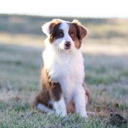 Pumpkin - Red tri-color female Miniature American Shepherd puppy in Stephenville, Texas from Diamond H Aussies