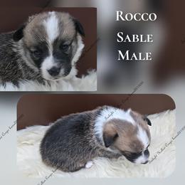 Rocco - Sable male Pembroke Welsh Corgi puppy in Charleroi, Pennsylvania from Twilight Hollow Corgis