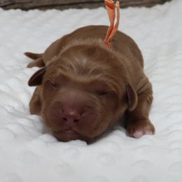 Orange Male - Dark golden male Golden Retriever puppy in Norman, Oklahoma from Raised Right Pups