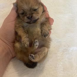 Capitola - Orange sable female Pomeranian puppy in Beulaville, North Carolina from DandyLion Pomeranian