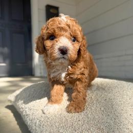 Peter - Apricot male Assorted Doodle Crosses puppy in Marysville, California from Dailey Doodles and Dachshunds