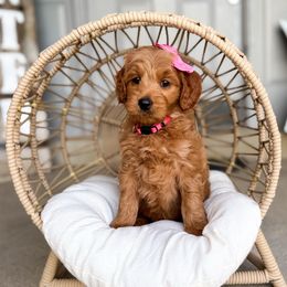 Alberta - Red  female Goldendoodle puppy in West Haven, Utah from Split Mountain Doodles