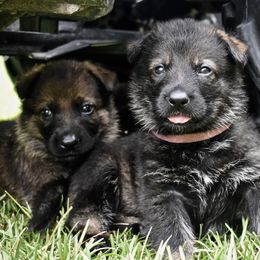 German Shepherd Puppies from Fürstenpalast German Shepherds