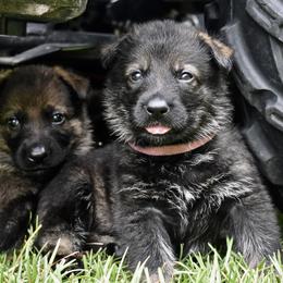 German Shepherd Puppies from Fürstenpalast German Shepherds