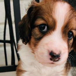 Fiyero - White and red male Nederlandse Kooikerhondje puppy in Gainesville, Florida from Ambermoon Kooikerhondje Blackamber Greater Swiss Mountain Dogs