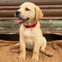 Anakin (Red Collar) - Yellow male Dilute Retriever puppy in Baldwin City, Kansas from Hedge Lane Labradors