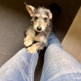 Olga - Dachshund