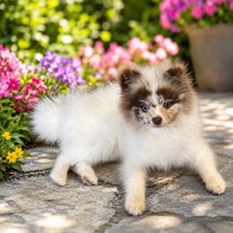 Choc merle male - Chocolate merle male Pomeranian puppy in Bourbonnais, Illinois from T & D Poms