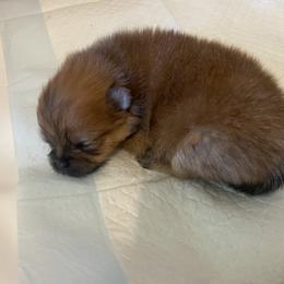 Theodore - Orange sable male Pomeranian puppy in Beulaville, North Carolina from DandyLion Pomeranian
