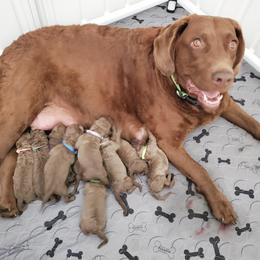 Chesapeake Bay Retriever Puppies from Shore Acres Chesapeakes