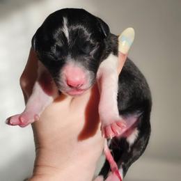 Girl 1 - Black and white female Border Collie puppy in Brooklyn Center, Minnesota from Inspire Performance Dogs