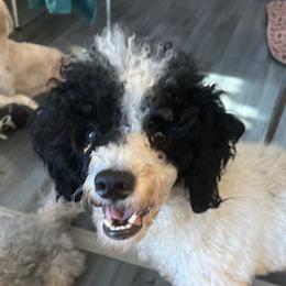 Oreo - Poodle