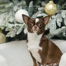Evie - Chihuahua