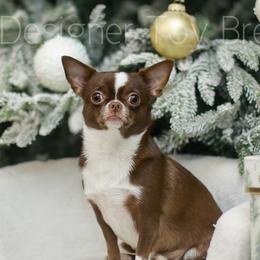 Evie - Chihuahua