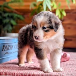 Clay - Blue merle Australian Shepherd puppy in Corydon, Indiana from Eulenberg Farm Australian Shepherds