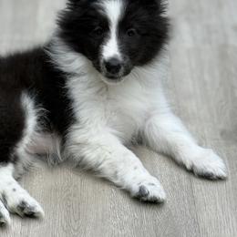 Spot - Black and white female Shetland Sheepdog puppy in Middleburgh, New York from StoneyAcre