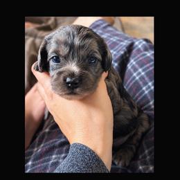 Gnocchi - Merle female Cavapoo puppy in Battle Lake, Minnesota from Panda Puppies
