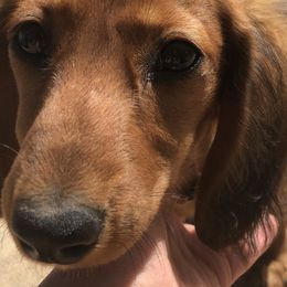 Papillons from Okie Puppies
