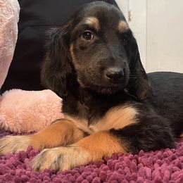Afghan Hound Puppies from Kelli Kujawa