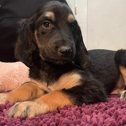 Afghan Hound Puppies from Kelli Kujawa