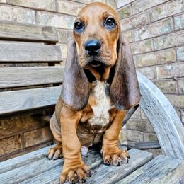 Blaze - Red male Colombian Fino Hound puppy in Kingston, Tennessee from Fino Hounds USA