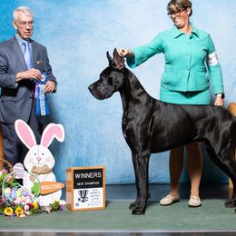Juju - Great Dane