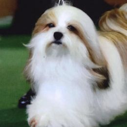 Havanese and Pomeranians from Michelle Soave