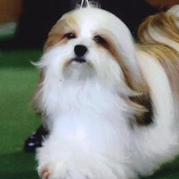 Havanese and Pomeranians from Michelle Soave
