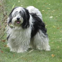 Polish Lowland Sheepdogs from That'll Do PONs