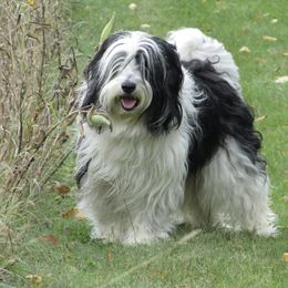 Polish Lowland Sheepdogs from That'll Do PONs