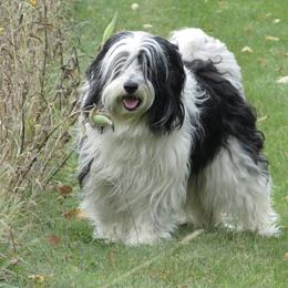 Polish Lowland Sheepdogs from That'll Do PONs