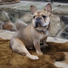 French Bulldogs from Log Cabin Frenchies