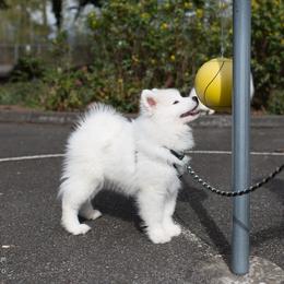 Samoyed and Shiba Inu Puppies from Wintermist Samoyeds
