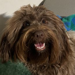 Tori - Havanese