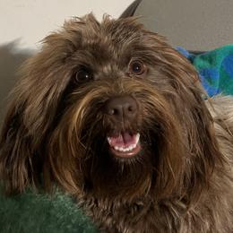 Tori - Havanese