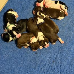 Teal - Black and white female English Springer Spaniel puppy in St. Louis, Missouri from Three Doves