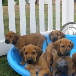 Rhodesian Ridgeback Puppies from Tifari Rhodesian Ridgebacks
