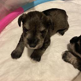 Miniature Schnauzer and Poodle Puppies from Bits & Bytes Farm