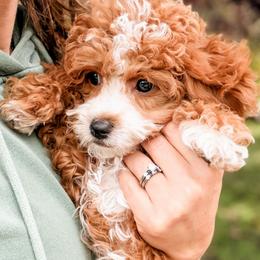 Cavapoo puppies from Freckle Paw Family