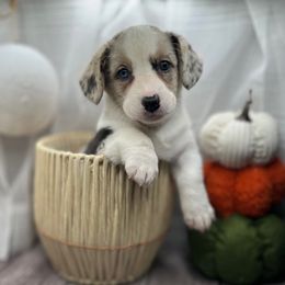 Kiwi ( Charli kay - Blue merle and white female Cardigan Welsh Corgi puppy in Crystal River, Florida from Coopers Korner