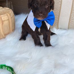 Yellow collar boy - Chocolate male Goldendoodle puppy in Arab, Alabama from White Blossom Farms