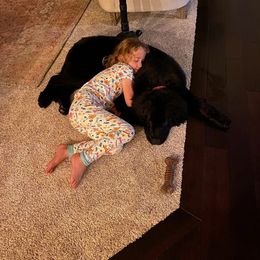 Newfoundland Puppies from Lake Country Newfoundlands