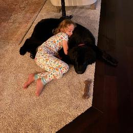 Newfoundland Puppies from Lake Country Newfoundlands