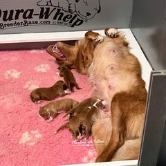 Nova Scotia Duck Tolling Retriever Puppies from Meadowlark Tollers