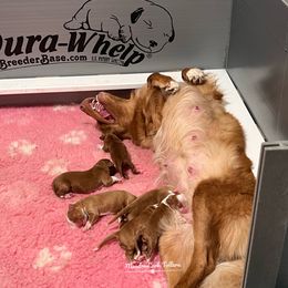 Nova Scotia Duck Tolling Retriever Puppies from Meadowlark Tollers