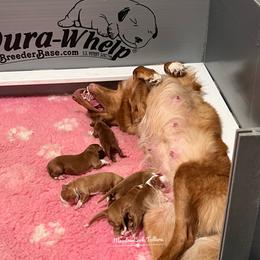 Nova Scotia Duck Tolling Retriever Puppies from Meadowlark Tollers